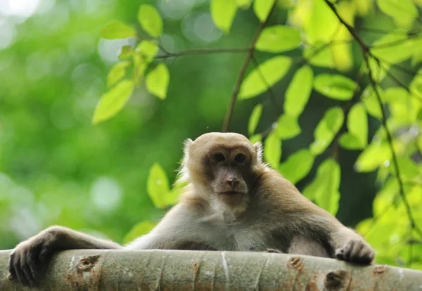 自然の中で猿の行動 野生のマカクザル — ストック写真