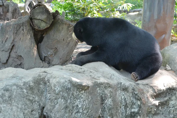Fekete Medve Parkban Állatkert Ázsiában — Stock Fotó