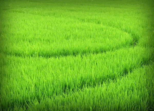 Paddy Zelené Rýžové Pole — Stock fotografie