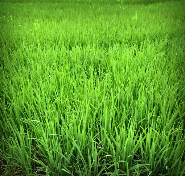 Zelená Rýžová Pole Thajska — Stock fotografie