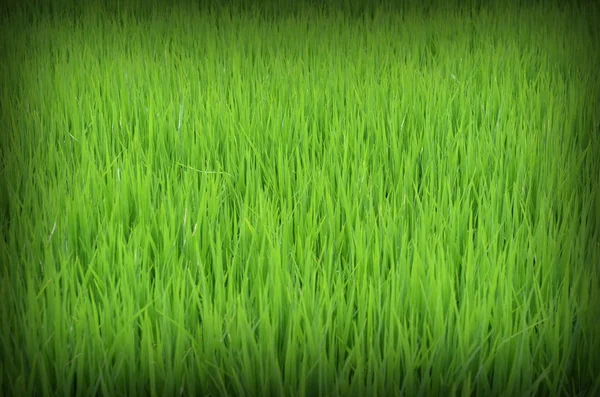 Zelená Rýže Rýže Pozadí Pole — Stock fotografie