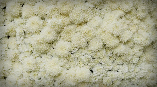 Texture White Chrysanthemums Flowers — Fotografia de Stock