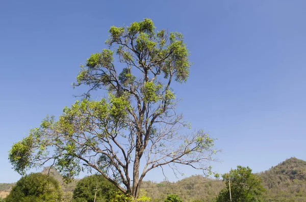 Дерево Синий Фон Неба — стоковое фото