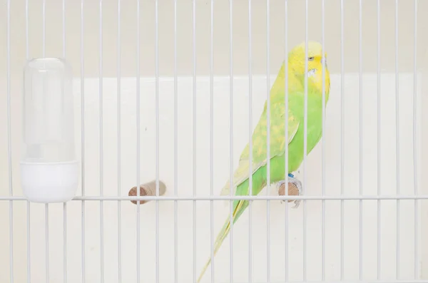 Oiseau Coloré Enfermé Dans Une Cage Voulant Sortir — Photo