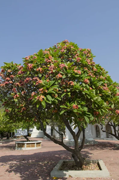 orman ağaçları. doğa yeşil ahşap arka planlar. Güzellik doğal arka plan