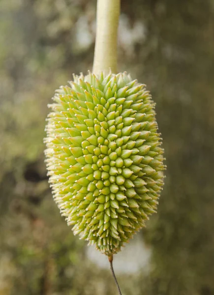 Giovane Durian Sul Suo Albero Nel Frutteto — Foto Stock