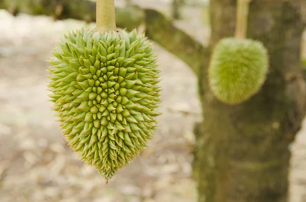 Giovane Durian Sul Suo Albero Nel Frutteto — Foto Stock
