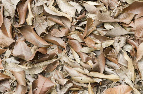 Muitas Folhas Secas Deitadas Chão — Fotografia de Stock