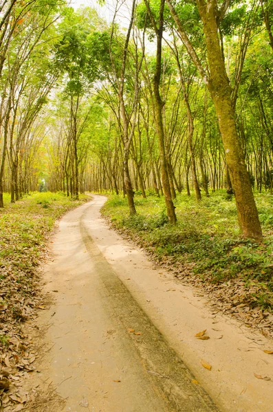 Görünümü bir lastik çiftliğin Güney Tayland