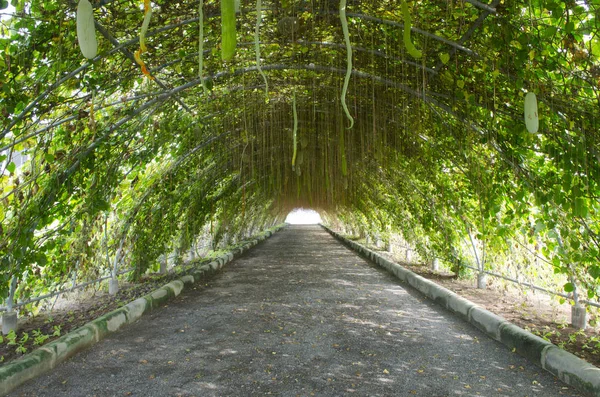 Vegetable Tunnel Garden Thailand — Fotografia de Stock