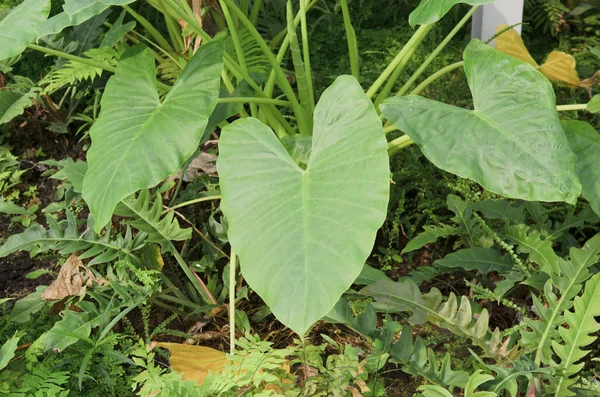 Bahçede Yeşil Caladium