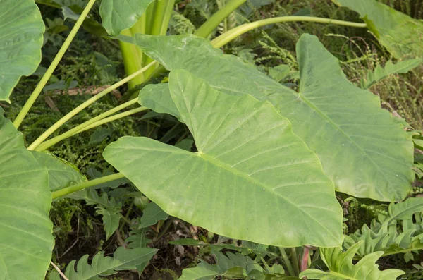 Bahar bahçesinde güzel çiçek deseni