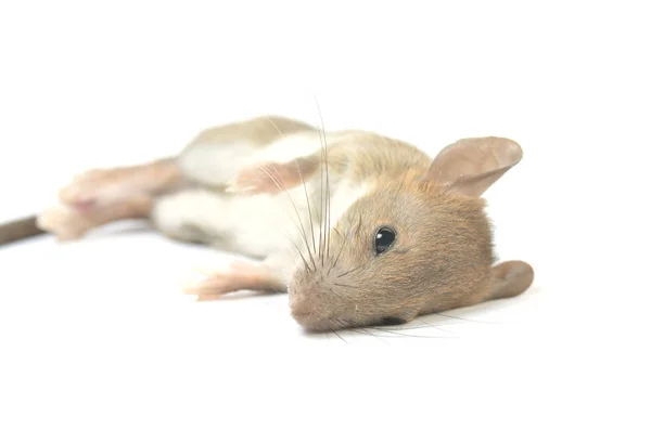 Een Dode Muis Geïsoleerd Witte Achtergrond — Stockfoto