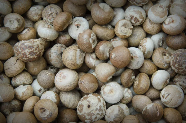 kesme tembul fındık veya areca catechu yemek için güneş ışığı tarafından Kuru.