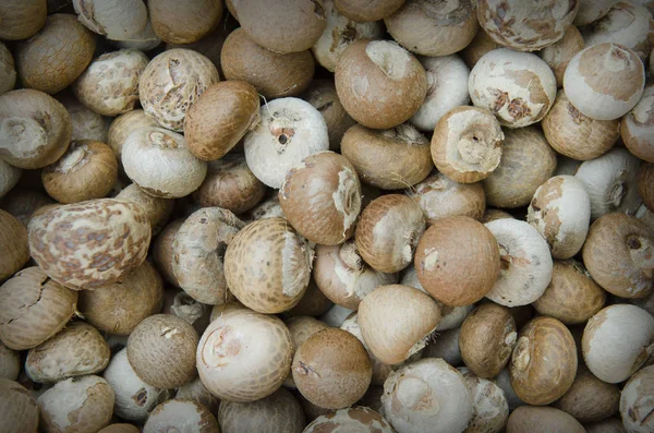 kesme tembul fındık veya areca catechu yemek için güneş ışığı tarafından Kuru.