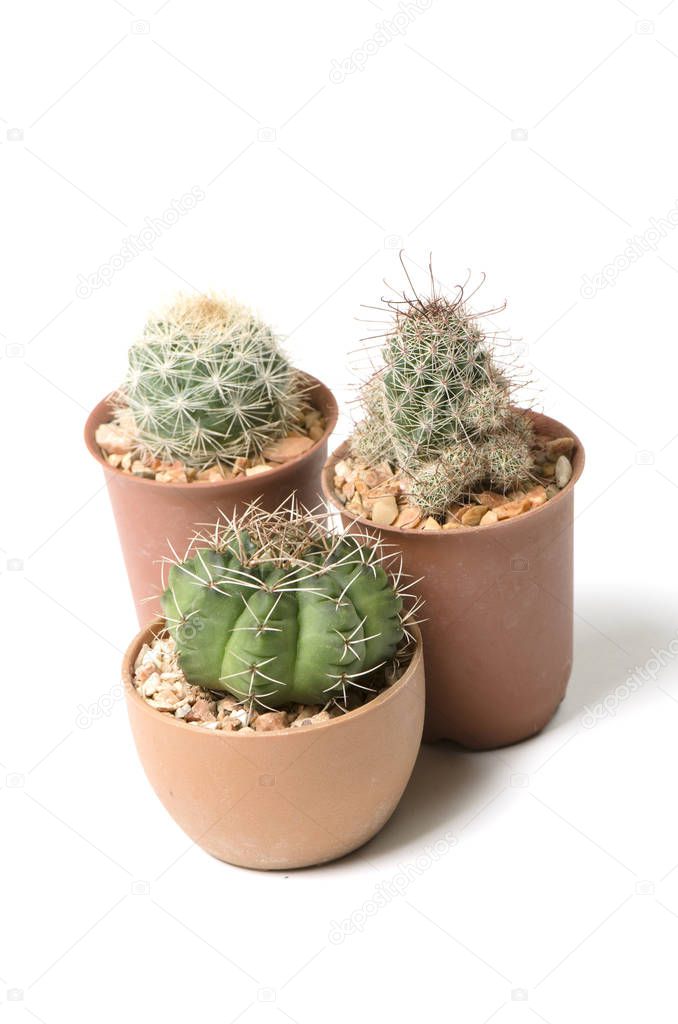 Different cactus plants isolated on white background