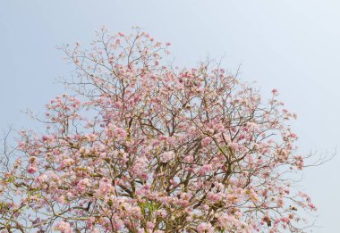Tayland Tabebuia rosea