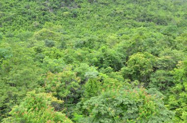 Orman ağaçları. doğa yeşil ahşap güneş ışığı arka planı.