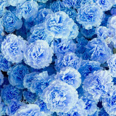 Gül çalılı düğün buketi, arka planda Ranunculus asiaticus