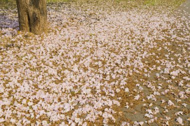 Pembe trompet ağacı çiçek tatlı rüya gibi sevgililer gününde yere düşen