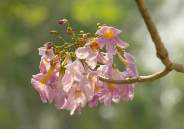 doğanın güzel pembe çiçekler.
