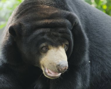 Hayvanat bahçesinde Black Bear, Tayland