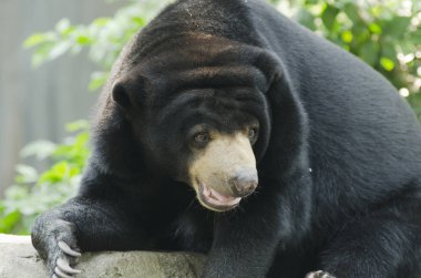Hayvanat bahçesinde Black Bear, Tayland