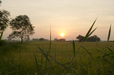 Tarım alanında gün doğumu