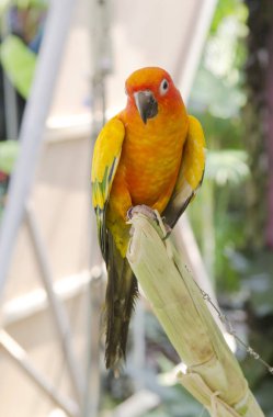 renkli papağan kuş güzel