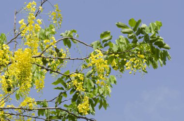 altın çiçek veya cassia fistül, Tayland Ulusal çiçeği