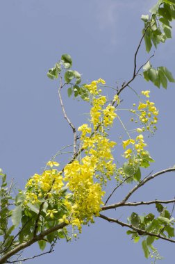 altın çiçek veya cassia fistül, Tayland Ulusal çiçeği