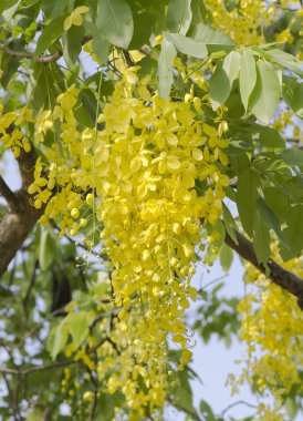 altın çiçek veya cassia fistül, Tayland Ulusal çiçeği
