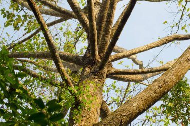 orman ağaçları. doğa yeşil ahşap arka planlar. Güzellik doğal arka plan