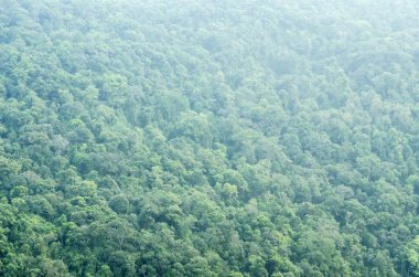 Orman seamless modeli - Üstten Görünüm.