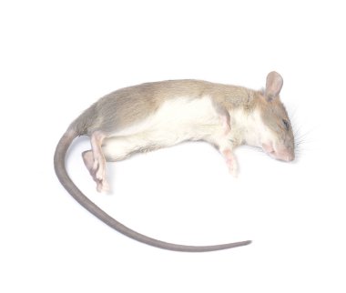 Beyaz Arka Planda İzole Edilmiş Ölü Fare