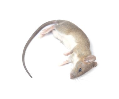 Beyaz Arka Planda İzole Edilmiş Ölü Fare