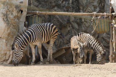 Zebra, resim için resim