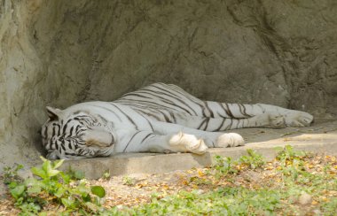 Kaplan, sanat için resim