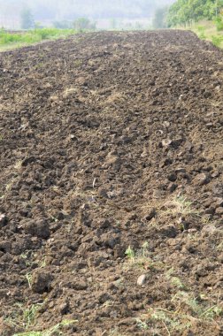 Tarım alanı, Tayland alan Çiftliği