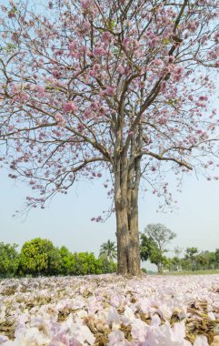 doğanın güzel pembe çiçekler.