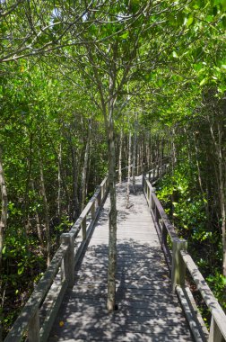 Mangrove Ormanı 'nın, Tayland' ın ve klasik filtrelerin arasındaki ahşap yol.