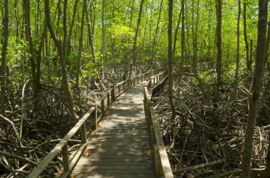Mangrove Ormanı 'nın, Tayland' ın ve klasik filtrelerin arasındaki ahşap yol.