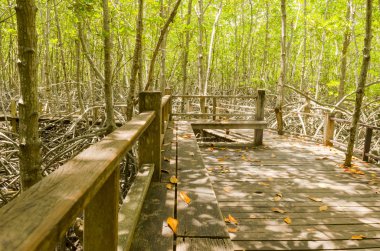 Mangrove Ormanı 'nın, Tayland' ın ve klasik filtrelerin arasındaki ahşap yol.
