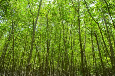 Mangrove Ormanı 'nın, Tayland' ın ve klasik filtrelerin arasındaki ahşap yol.