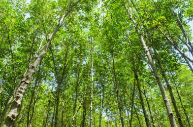 Mangrove Ormanı 'nın, Tayland' ın ve klasik filtrelerin arasındaki ahşap yol.