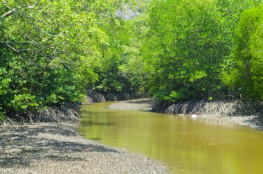 Mangrove Ormanı 'nın, Tayland' ın ve klasik filtrelerin arasındaki ahşap yol.
