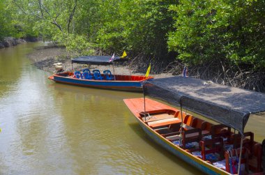 Mangrove Ormanı 'nın, Tayland' ın ve klasik filtrelerin arasındaki ahşap yol.