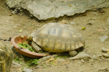 Mangrove Ormanı 'nın, Tayland' ın ve klasik filtrelerin arasındaki ahşap yol.