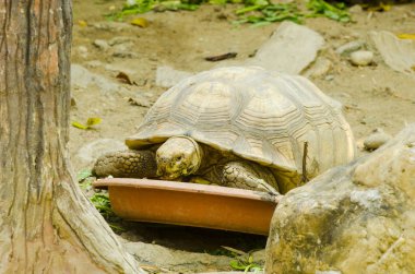 Mangrove Ormanı 'nın, Tayland' ın ve klasik filtrelerin arasındaki ahşap yol.