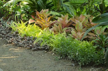 Mangrove Ormanı 'nın, Tayland' ın ve klasik filtrelerin arasındaki ahşap yol.